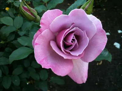Красивые изображения розы джакаранда в разных цветовых вариациях
