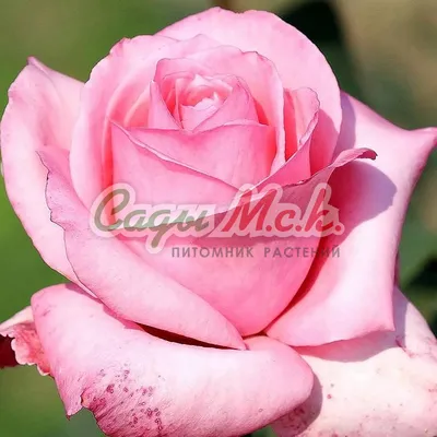 Фото розы джакаранда: великолепие природы на вашем экране