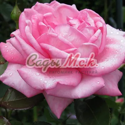 Уникальные снимки розы джакаранда в утонченном стиле