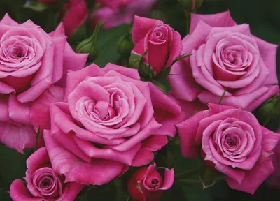 Восхитительные изображения розы джакаранда для воспитания вкуса