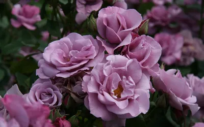 Фотографии розы джакаранда: проникновенная красота и точность деталей