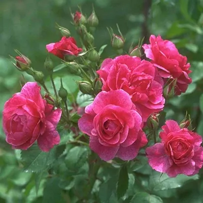 Изумительные изображения розы джакаранда в формате JPG