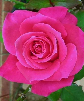 Роза джакаранда на фото: идеальное сочетание цвета и формы