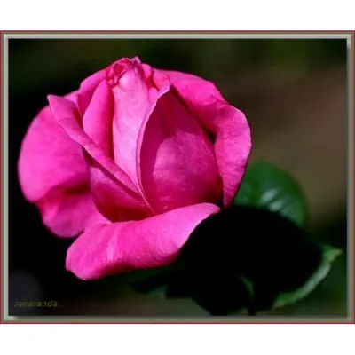 Изысканные снимки розы джакаранда: увлекательное путешествие по ее прекрасному миру
