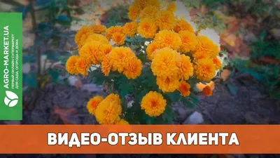 Фотографии розы джакаранда в формате PNG: прозрачность и качество