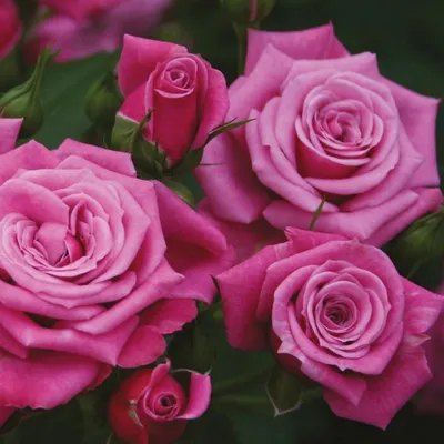 Красочные изображения розы джакаранда: погружение в мир цветов и ароматов