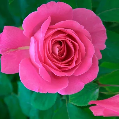 Нежное изображение розы джакаранда, пробуждающее эмоции