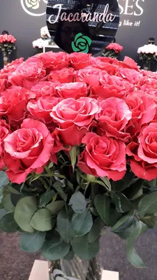 Фотографии розы джакаранда: воплощение прекрасного