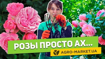 Фото розы джакаранда: прекрасный подарок для любителей растений