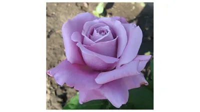 Фотографии розы джакаранда: цветовой фейерверк для глаз