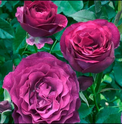 Восхитительные изображения розы джакаранда: вдохновение и восторг