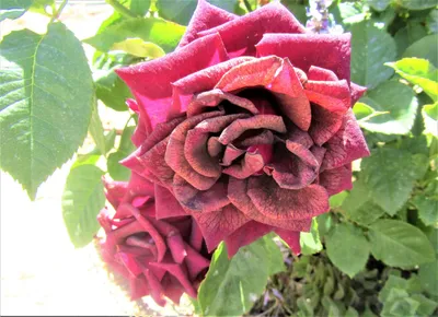 Фотографии розы джакаранда с высоким разрешением: детали великолепия