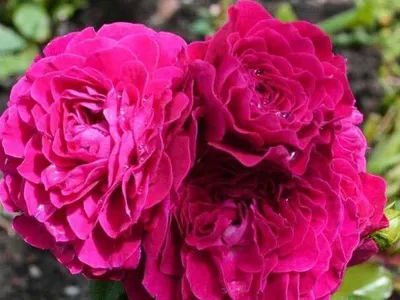 Роза джакаранда на фото: красота, возведенная в искусство