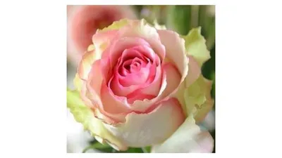 Нежные снимки розы джакаранда: прикосновение к совершенству природы