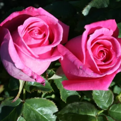 Уникальные снимки розы джакаранда в формате PNG