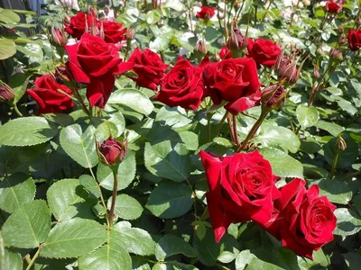 Фотографии розы джакаранда: идеальное сочетание цвета и света