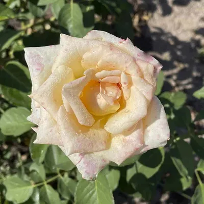 Изысканные изображения розы джакаранда: величие и элегантность
