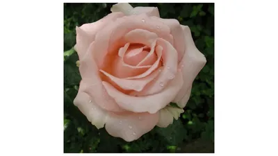 Фото розы джакаранда: удовольствие для глаз и эстетической души