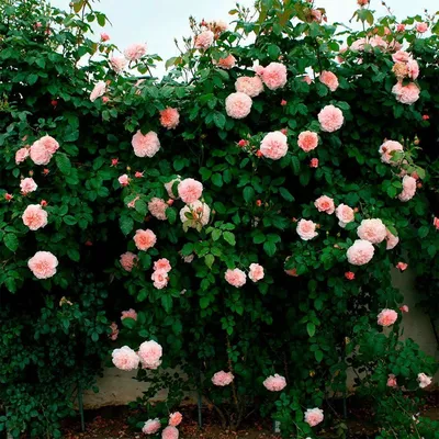 Импрессионистические снимки розы джакаранда: отражение красоты природы