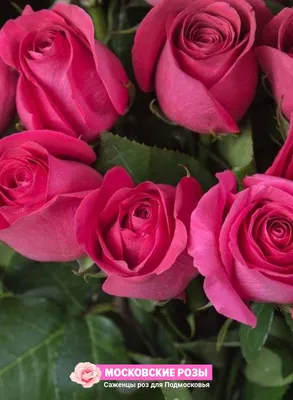 Загадочные фотографии розы джакаранда в формате WebP