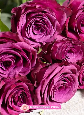 Красочные изображения розы джакаранда в высоком качестве