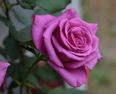 Прекрасные фото розы джакаранда для любителей растений
