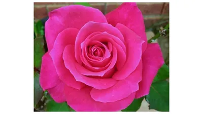 Фото розы джакаранда: красота в каждом пикселе