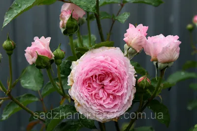 Удивительные изображения Розы Джеймс Гелвей: красота, запечатленная в каждом кадре