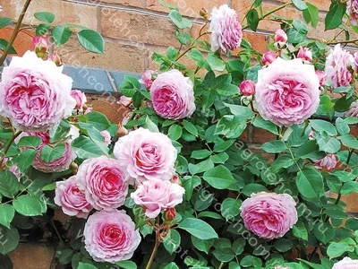 Розы Джеймс Гелвей: магия цветов, ожившая на фотографиях