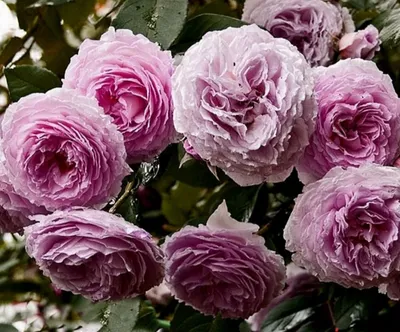 Роза Джеймс Гелвей в формате png: сохраняйте прозрачность цветов