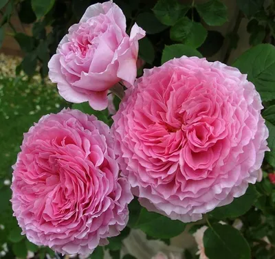 Фото Розы Джеймс Гелвей: элегантность роз в каждом кадре