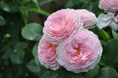 Впечатляющие образы Розы Джеймс Гелвей: запечатлейте красоту цветов на своем устройстве