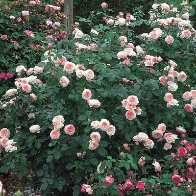 Розы Джеймс Гелвей: природный шедевр в вашей коллекции