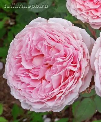 Фотографии Розы Джеймс Гелвей: окутайтесь элегантностью и красотой цветов