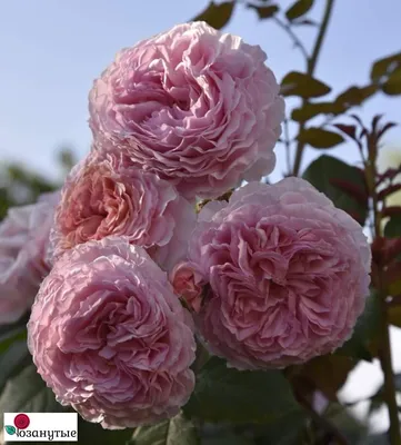 Прикоснитесь к красоте с Розой Джеймс Гелвей: выберите свой идеальный формат