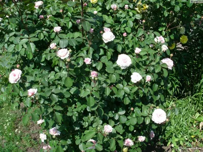 Розы Джеймс Гелвей: вдохновение и аурой природной красоты