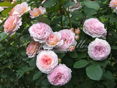 Розы Джеймс Гелвей: увлекательное путешествие в мир цветов