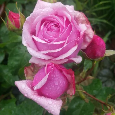 Фото розы Роза Джессика в формате jpg для скачивания