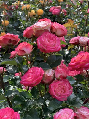 Великолепная картинка розы Роза Джессика в формате png