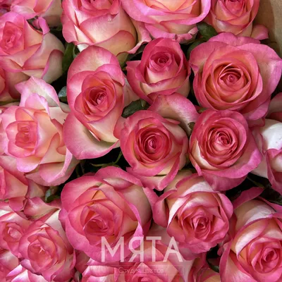 Уникальная фотография розы Роза Джессика с возможностью выбора формата