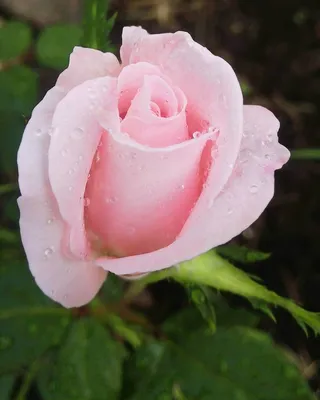 Фотка розы Роза Джессика в высоком разрешении для скачивания