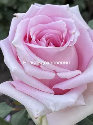 Качественное изображение розы Роза Джессика доступно в различных форматах