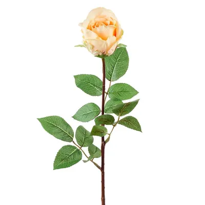 Фото розы Роза Джессика: выберите желаемый размер изображения