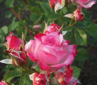 Прекрасная фотография розы Роза Джессика в формате jpg для сохранения