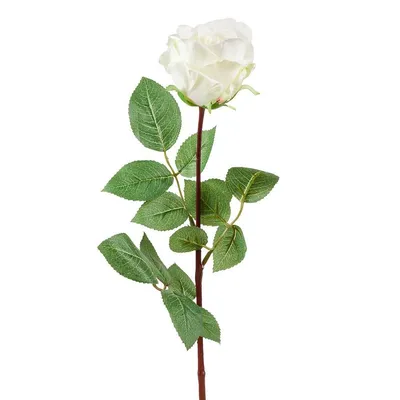 Грация розы Роза Джессика на удивительном фото в формате webp