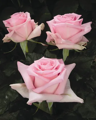 Красивая фотография розы Роза Джессика в формате webp