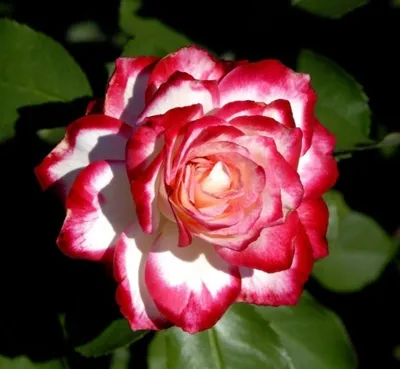 Уникальная картинка розы Роза Джессика доступна для загрузки