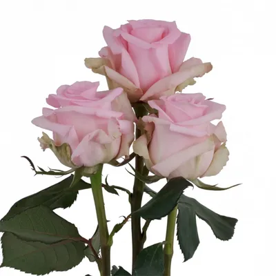 Фото, изображающее розу Роза Джессика, в формате png