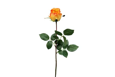 Изысканное изображение розы Роза Джессика доступно для скачивания