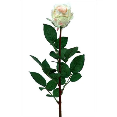 Фото розы Роза Джессика в разных форматах: jpg, png, webp